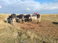 Cow, Holstein breed — photo 2