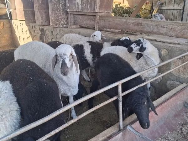 公羊, Sheep — 乌兹别克斯坦