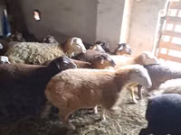 Ram, Sheep — photo 4