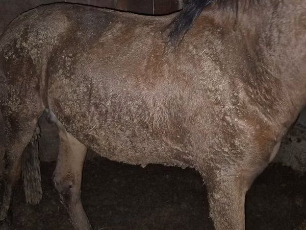 Horse (M), Horses — Kazakhstan