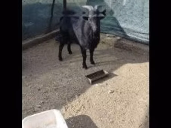 Bok, Dutch Landrace goats