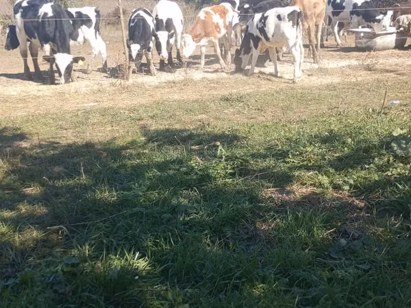 วัวตัวผู้, Russian Black pied cattle