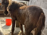 암말, Tatar horse — 사진 2