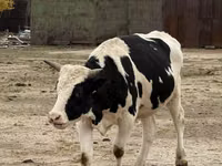 公牛, Holstein breed — 照片 5