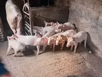 Boar, Pigs — photo 6