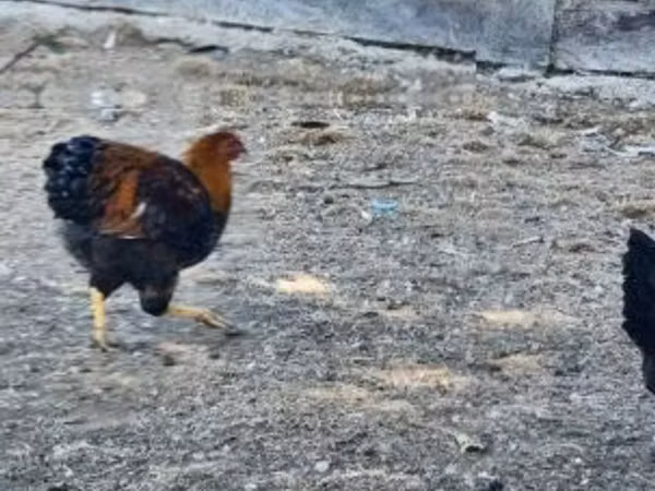 وایندوت