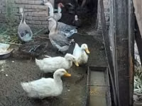 Ducks — عکس 1