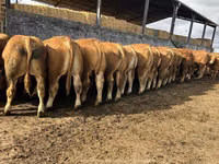 公牛, Limousin cow — 照片 1