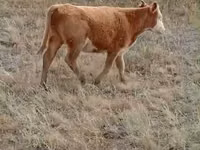 Cow, Cattle — photo 3