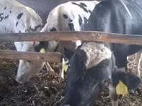 सांड, Russian Black pied cattle — फ़ोटो 4