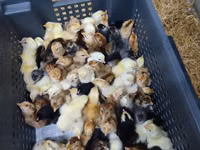Chickens — ფოტო 3