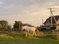 Mare, Horses — photo 2