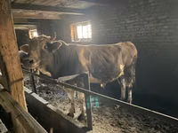 Banteng, Cattle — foto 3