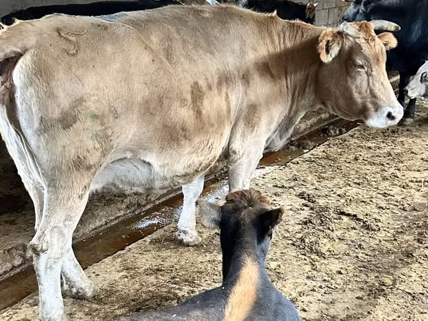 วัวตัวเมีย, Simmental cattle