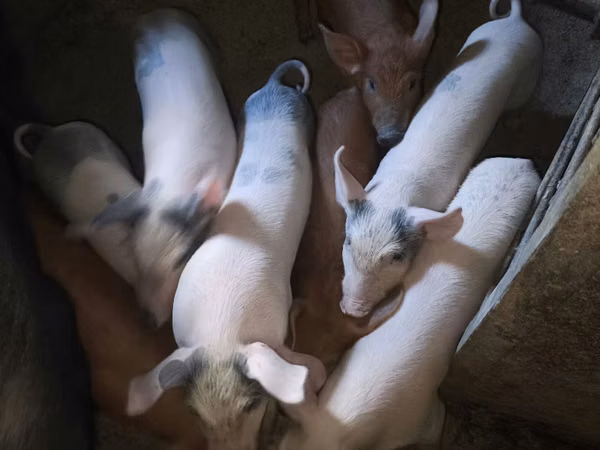 Boar, Pigs — Moldova