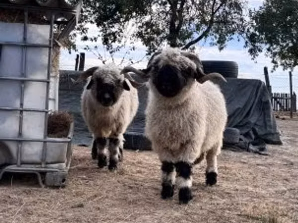 Sheep, Valais Blacknose sheep — Hungary
