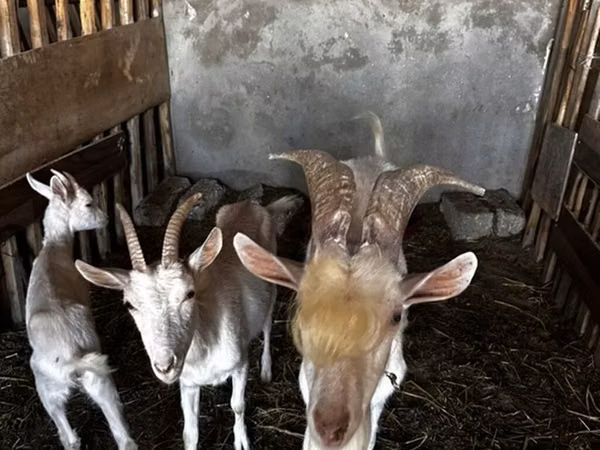 Kambing betina, Saanen goat — Azerbaijan