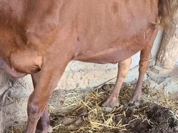 Cattle (batch, sex not specified), Cattle — Uzbekistan