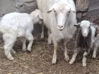 Cabra, Cabras — foto 2