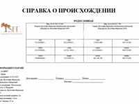 Vædder, East Friesian Dairy sheep — foto 4