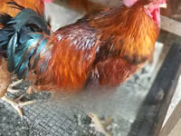 Chickens — foto 6
