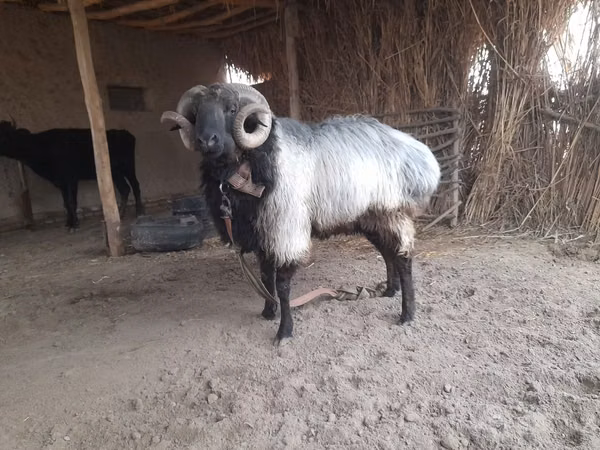 Ram, Sheep — Uzbekistan