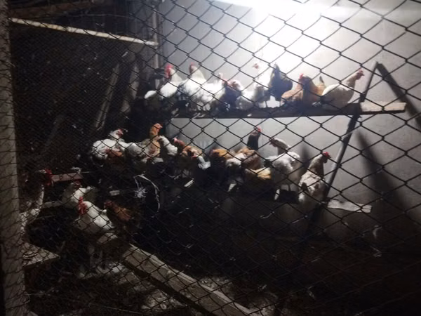 Chickens — Kyrgyzstan