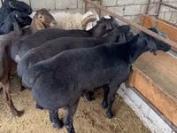 Beran, Rhon sheep — foto 3