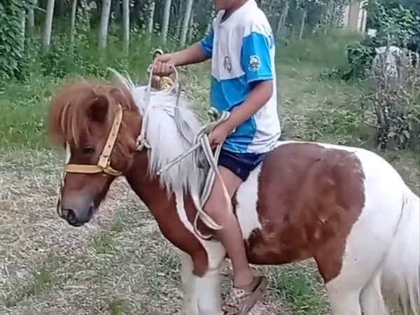 ม้าตัวเมีย, Shetland Pony