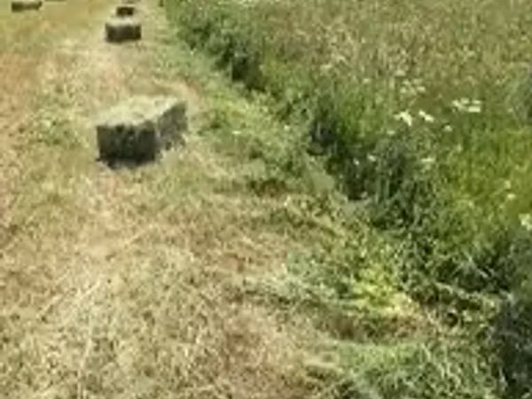 Դաշտի կանաչ խոտի տուկ