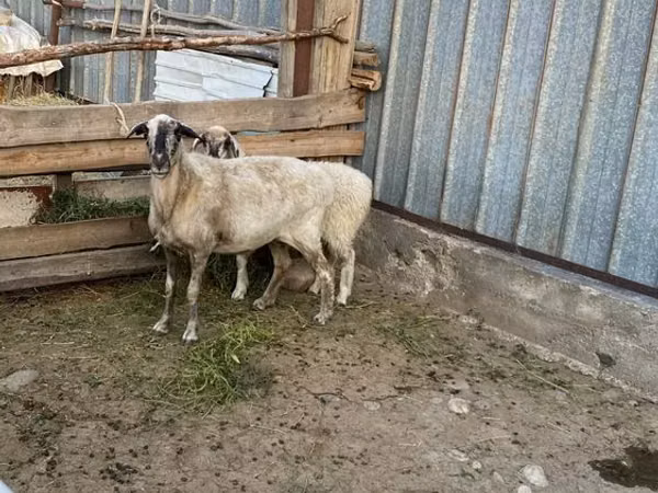 Sheep, Sheep — Kazakhstan