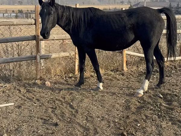 Kısrak, Russian Don