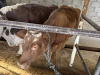 母牛, Simmental cattle — 照片 7