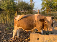 公牛, Cattle — 照片 3
