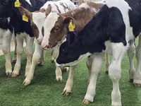 Lo’ (xirmo, jins lama sheegin), Simmental cattle — sawirka 4