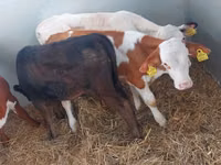 Sığır (parti, cinsiyet belirtilmedi), Simmental cattle — foto 2