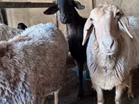 แกะตัวเมีย, Arashan sheep — รูปภาพ 8