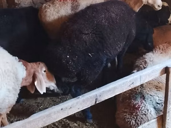 Sheep, Sheep — Kyrgyzstan