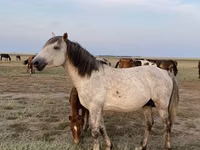 घोड़ा, Kazakh horse — फ़ोटो 3
