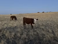 Krowa, Kazachska białogłowa krowa — zdjęcie 4