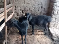 قوچ, گوسفند — عکس 4
