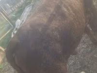 Cattle (batch, sex not specified), Cattle — photo 3