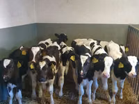 황소, Russian Black pied cattle — 사진 1
