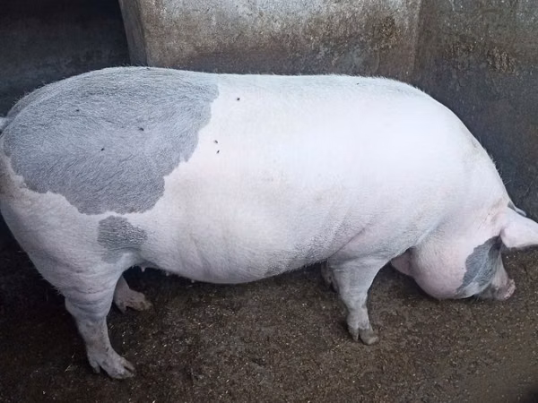 Sow,  — Moldova