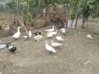 Ducks — تصویر 7