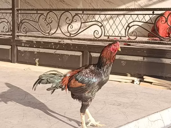 Chickens — Kyrgyzstan