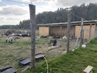میش, Romanov sheep — عکس 6