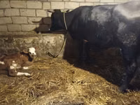 பசு, Simmental cattle — புகைப்படம் 2