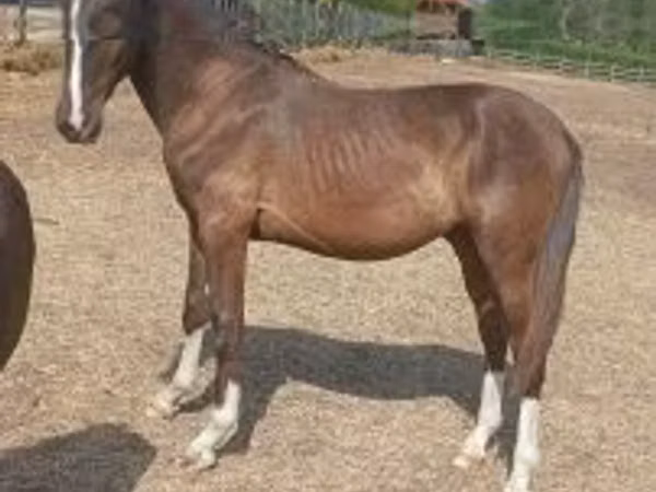 Horse (M), Lipizzaner