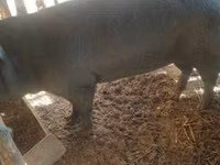 Sow, Pigs — photo 2